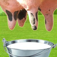Farm Milk The Cow  2.6.5 APK MOD (UNLOCK/Unlimited Money) Download