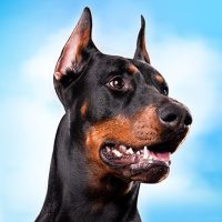 Doberman Dog Simulator 1.1.1 APK MOD (UNLOCK/Unlimited Money) Download