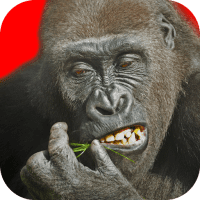 Flying Gorilla  3.10.0 APK MOD (UNLOCK/Unlimited Money) Download