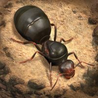 The Ants: Underground Kingdom  3.11.0 APK MOD (UNLOCK/Unlimited Money) Download