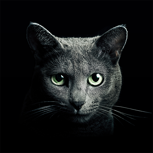 Find a Cat  5.9.9 APK MOD (UNLOCK/Unlimited Money) Download
