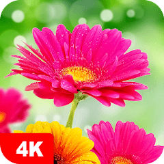 Flower Wallpapers 4K  APK MOD (UNLOCK/Unlimited Money) Download