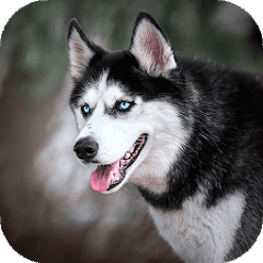 Husky dog Wallpaper HD : backgrounds & themes 20.2 APK MOD (UNLOCK/Unlimited Money) Download