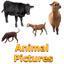 Animals Name and Pictures 2.0 APK MOD (UNLOCK/Unlimited Money) Download