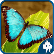 Butterfly Jigsaw Puzzles  APK MOD (UNLOCK/Unlimited Money) Download