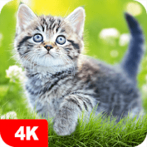Cat Wallpapers & Cute Kittens 5.6.22 APK MOD (UNLOCK/Unlimited Money) Download