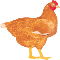 My Poultry Manager – Farm app 1.4.8 APK MOD (UNLOCK/Unlimited Money) Download