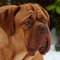 Mastiff Dog Simulator 1.1.2 APK MOD (UNLOCK/Unlimited Money) Download