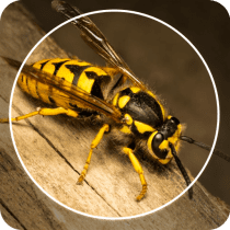 Insect Identifier : Insect ID, v14.0.0 APK MOD (UNLOCK/Unlimited Money) Download