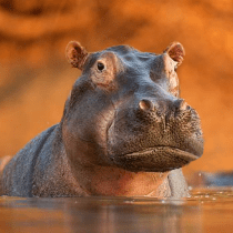 The Hippo 1.0.7 APK MOD (UNLOCK/Unlimited Money) Download