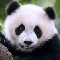 The Panda 1.0.8 APK MOD (UNLOCK/Unlimited Money) Download
