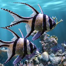 The real aquarium – LWP v2.36 APK MOD (UNLOCK/Unlimited Money) Download