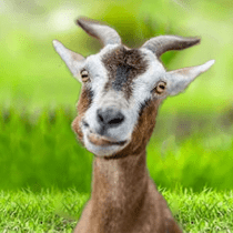The Goat 1.1.1 APK MOD (UNLOCK/Unlimited Money) Download